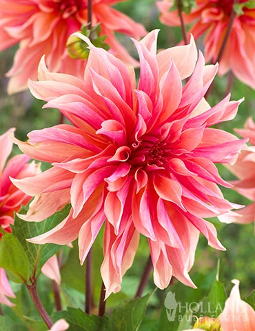 Menu Mega Mystery Mixed Summer Box 10 Menu Mega Mystery Mixed Summer Box - Image 8