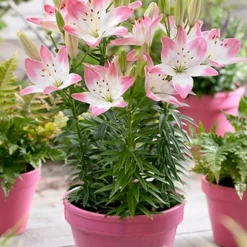 Menu Mega Mystery Mixed Summer Box 15 Menu Mega Mystery Mixed Summer Box -US Garden Plants Sales 2024 79243 mystery box 20