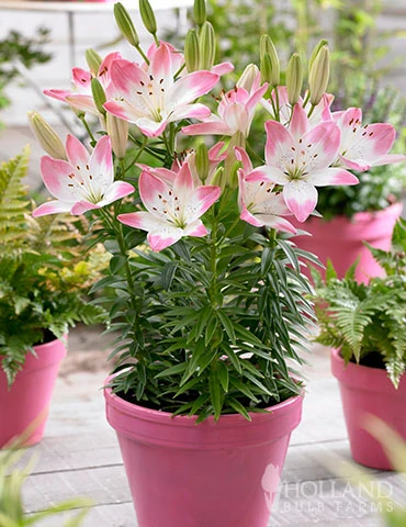 Menu Mega Mystery Mixed Summer Box 7 Menu Mega Mystery Mixed Summer Box - Image 5