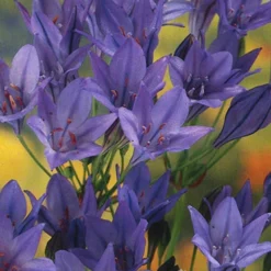 Menu Mega Mystery Mixed Summer Box 16 Menu Mega Mystery Mixed Summer Box -US Garden Plants Sales 2024 79243 mystery box 21