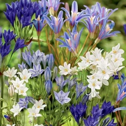 Menu Mega Mystery Mixed Summer Box 17 Menu Mega Mystery Mixed Summer Box -US Garden Plants Sales 2024 79243 mystery box 22