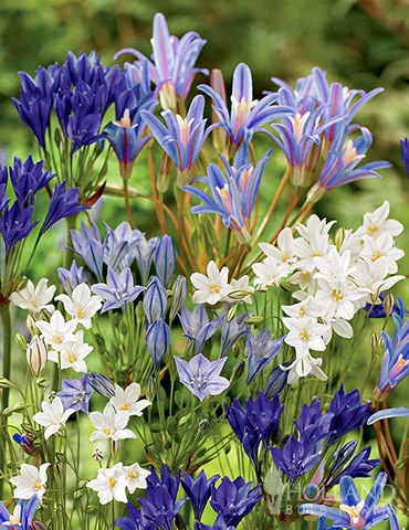 Menu Mega Mystery Mixed Summer Box 9 Menu Mega Mystery Mixed Summer Box - Image 7