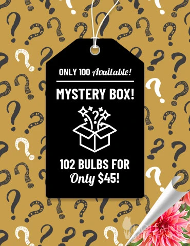 Menu Mega Mystery Mixed Summer Box 3 Menu Mega Mystery Mixed Summer Box