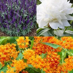 Menu Spring To Summer Garden Collection