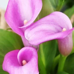 Menu Sizzling Summer Flower Grab Bag -US Garden Plants Sales 2024 79246 sizzling summer grab bag 10