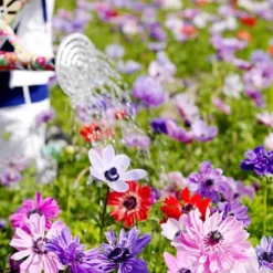 Menu Sizzling Summer Flower Grab Bag -US Garden Plants Sales 2024 79246 sizzling summer grab bag 11