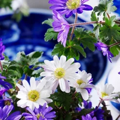 Menu Sizzling Summer Flower Grab Bag -US Garden Plants Sales 2024 79246 sizzling summer grab bag 12