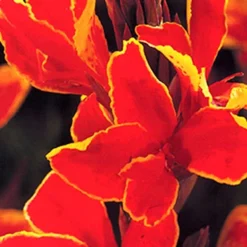 Menu Sizzling Summer Flower Grab Bag -US Garden Plants Sales 2024 79246 sizzling summer grab bag 13