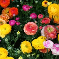 Menu Sizzling Summer Flower Grab Bag -US Garden Plants Sales 2024 79246 sizzling summer grab bag 2