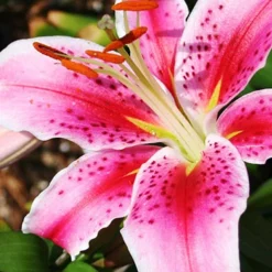 Menu Sizzling Summer Flower Grab Bag -US Garden Plants Sales 2024 79246 sizzling summer grab bag 3