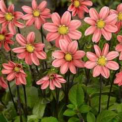 Menu Sizzling Summer Flower Grab Bag -US Garden Plants Sales 2024 79246 sizzling summer grab bag 4