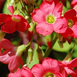 Menu Sizzling Summer Flower Grab Bag -US Garden Plants Sales 2024 79246 sizzling summer grab bag 5