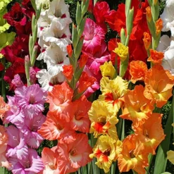 Menu Sizzling Summer Flower Grab Bag -US Garden Plants Sales 2024 79246 sizzling summer grab bag 6