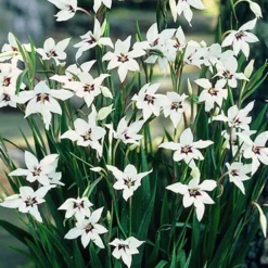 Menu Sizzling Summer Flower Grab Bag -US Garden Plants Sales 2024 79246 sizzling summer grab bag 7