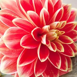 Menu Sizzling Summer Flower Grab Bag -US Garden Plants Sales 2024 79246 sizzling summer grab bag 8