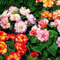 Menu Sizzling Summer Flower Grab Bag -US Garden Plants Sales 2024 79246 sizzling summer grab bag 9