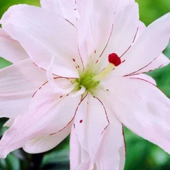 Menu Sunny Perennial & Lily Grab Bag -US Garden Plants Sales 2024 79247 sunny perennial and lily grab bag 10