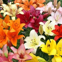 Menu Sunny Perennial & Lily Grab Bag -US Garden Plants Sales 2024 79247 sunny perennial and lily grab bag 11
