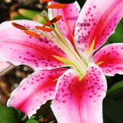 Menu Sunny Perennial & Lily Grab Bag -US Garden Plants Sales 2024 79247 sunny perennial and lily grab bag 12