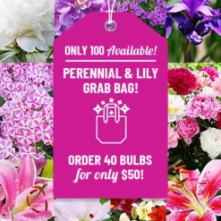 Menu Sunny Perennial & Lily Grab Bag -US Garden Plants Sales 2024 79247 sunny perennial and lily grab bag 2