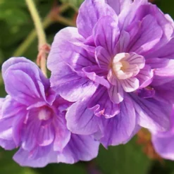 Menu Sunny Perennial & Lily Grab Bag -US Garden Plants Sales 2024 79247 sunny perennial and lily grab bag 3