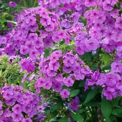 Menu Sunny Perennial & Lily Grab Bag -US Garden Plants Sales 2024 79247 sunny perennial and lily grab bag 4