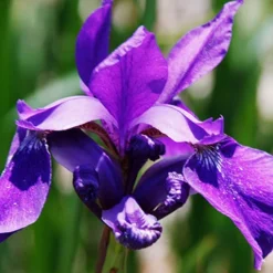 Menu Sunny Perennial & Lily Grab Bag -US Garden Plants Sales 2024 79247 sunny perennial and lily grab bag 5