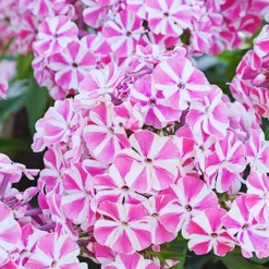 Menu Sunny Perennial & Lily Grab Bag -US Garden Plants Sales 2024 79247 sunny perennial and lily grab bag 6