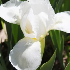 Menu Sunny Perennial & Lily Grab Bag -US Garden Plants Sales 2024 79247 sunny perennial and lily grab bag 7