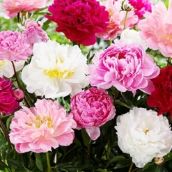 Menu Sunny Perennial & Lily Grab Bag -US Garden Plants Sales 2024 79247 sunny perennial and lily grab bag 8