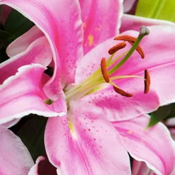 Menu Sunny Perennial & Lily Grab Bag -US Garden Plants Sales 2024 79247 sunny perennial and lily grab bag 9