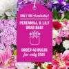 Menu Sunny Perennial & Lily Grab Bag 1 Menu Sunny Perennial & Lily Grab Bag -US Garden Plants Sales 2024 79247 sunny perennial and lily grab bag new