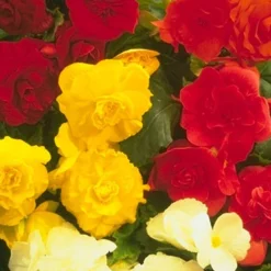 Menu Exclusive Shady Mystery Box -US Garden Plants Sales 2024 79248 shade mystery box 10