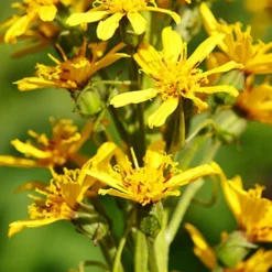 Menu Exclusive Shady Mystery Box -US Garden Plants Sales 2024 79248 shade mystery box 11