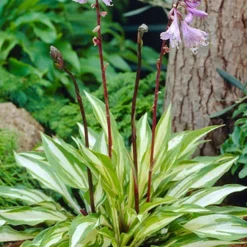 Menu Exclusive Shady Mystery Box -US Garden Plants Sales 2024 79248 shade mystery box 12