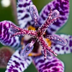 Menu Exclusive Shady Mystery Box -US Garden Plants Sales 2024 79248 shade mystery box 13