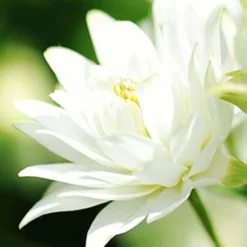 Menu Exclusive Shady Mystery Box -US Garden Plants Sales 2024 79248 shade mystery box 14