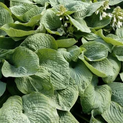 Menu Exclusive Shady Mystery Box -US Garden Plants Sales 2024 79248 shade mystery box 15