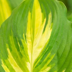 Menu Exclusive Shady Mystery Box -US Garden Plants Sales 2024 79248 shade mystery box 16