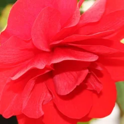 Menu Exclusive Shady Mystery Box -US Garden Plants Sales 2024 79248 shade mystery box 3