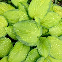 Menu Exclusive Shady Mystery Box -US Garden Plants Sales 2024 79248 shade mystery box 4