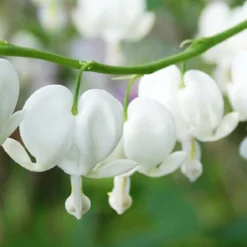 Menu Exclusive Shady Mystery Box -US Garden Plants Sales 2024 79248 shade mystery box 5