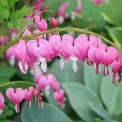 Menu Exclusive Shady Mystery Box -US Garden Plants Sales 2024 79248 shade mystery box 6