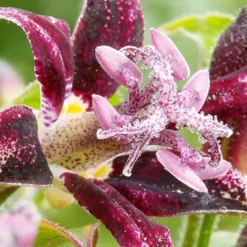 Menu Exclusive Shady Mystery Box -US Garden Plants Sales 2024 79248 shade mystery box 7