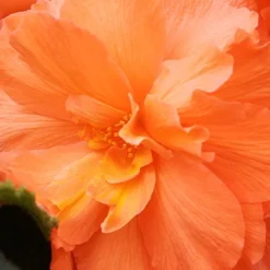 Menu Exclusive Shady Mystery Box -US Garden Plants Sales 2024 79248 shade mystery box 8