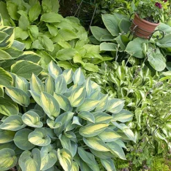 Menu Exclusive Shady Mystery Box -US Garden Plants Sales 2024 79248 shade mystery box 9