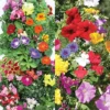 Menu Hummingbird & Butterfly Grow Kit Collection -US Garden Plants Sales 2024 79249 hummingbird butterfly garden kits 2