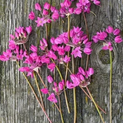 Menu Tickled Pink Collection -US Garden Plants Sales 2024 81100 ostrowskianum allium 2