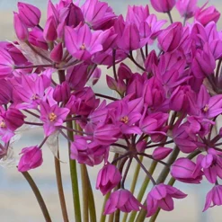 Menu Tickled Pink Collection -US Garden Plants Sales 2024 81100 ostrowskianum allium 3