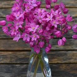 Menu Tickled Pink Collection -US Garden Plants Sales 2024 81100 ostrowskianum allium 5